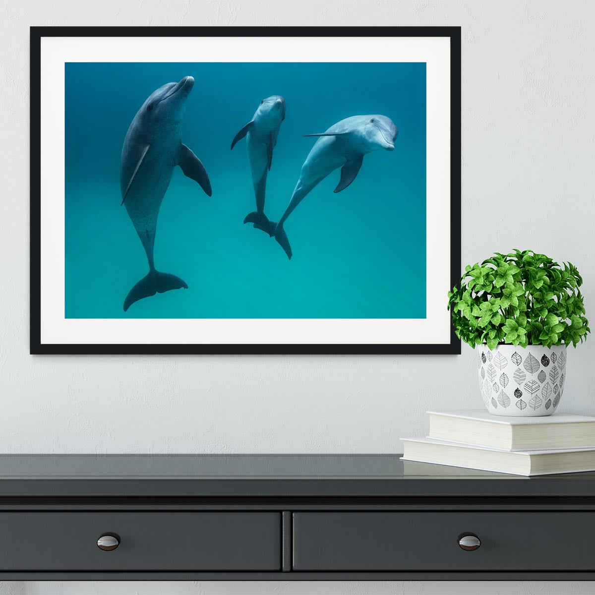 Bottlenose dolphins Framed Print - 1x - 1
