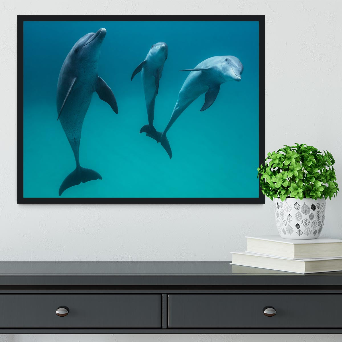 Bottlenose dolphins Framed Print - 1x - 2