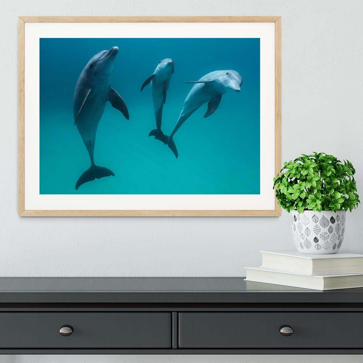 Bottlenose dolphins Framed Print - 1x - 3