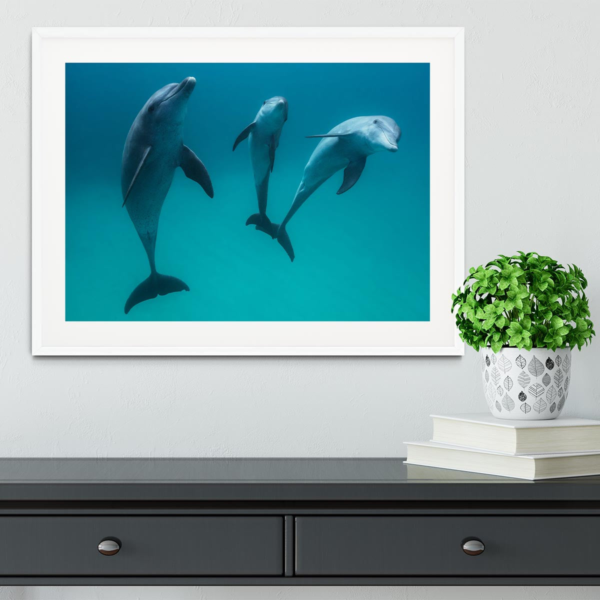 Bottlenose dolphins Framed Print - 1x - 5