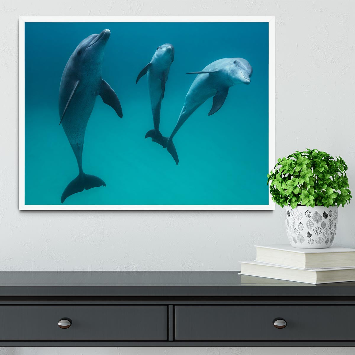 Bottlenose dolphins Framed Print - 1x -6