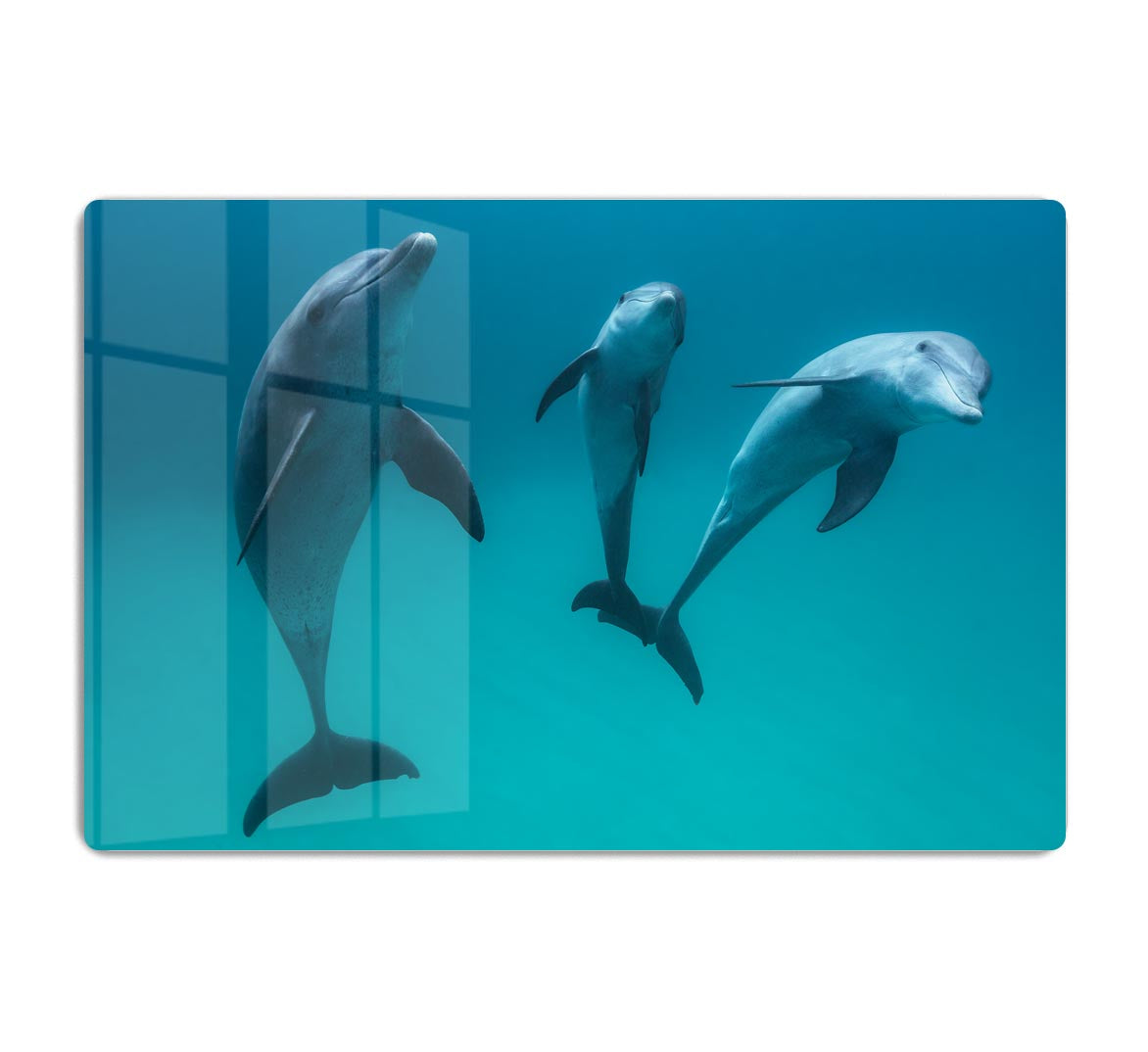 Bottlenose dolphins Acrylic Block - 1x - 1