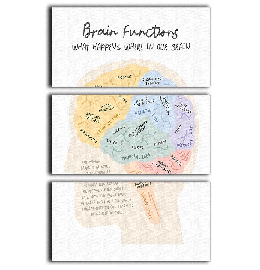 Brain Functions 3 Split Panel Canvas Print - Canvas Art Rocks - 1
