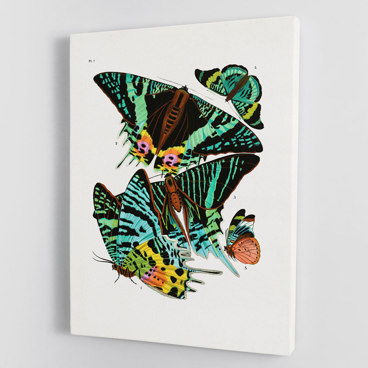 Butterflies Part 7 Canvas Print or Poster - Canvas Art Rocks - 1