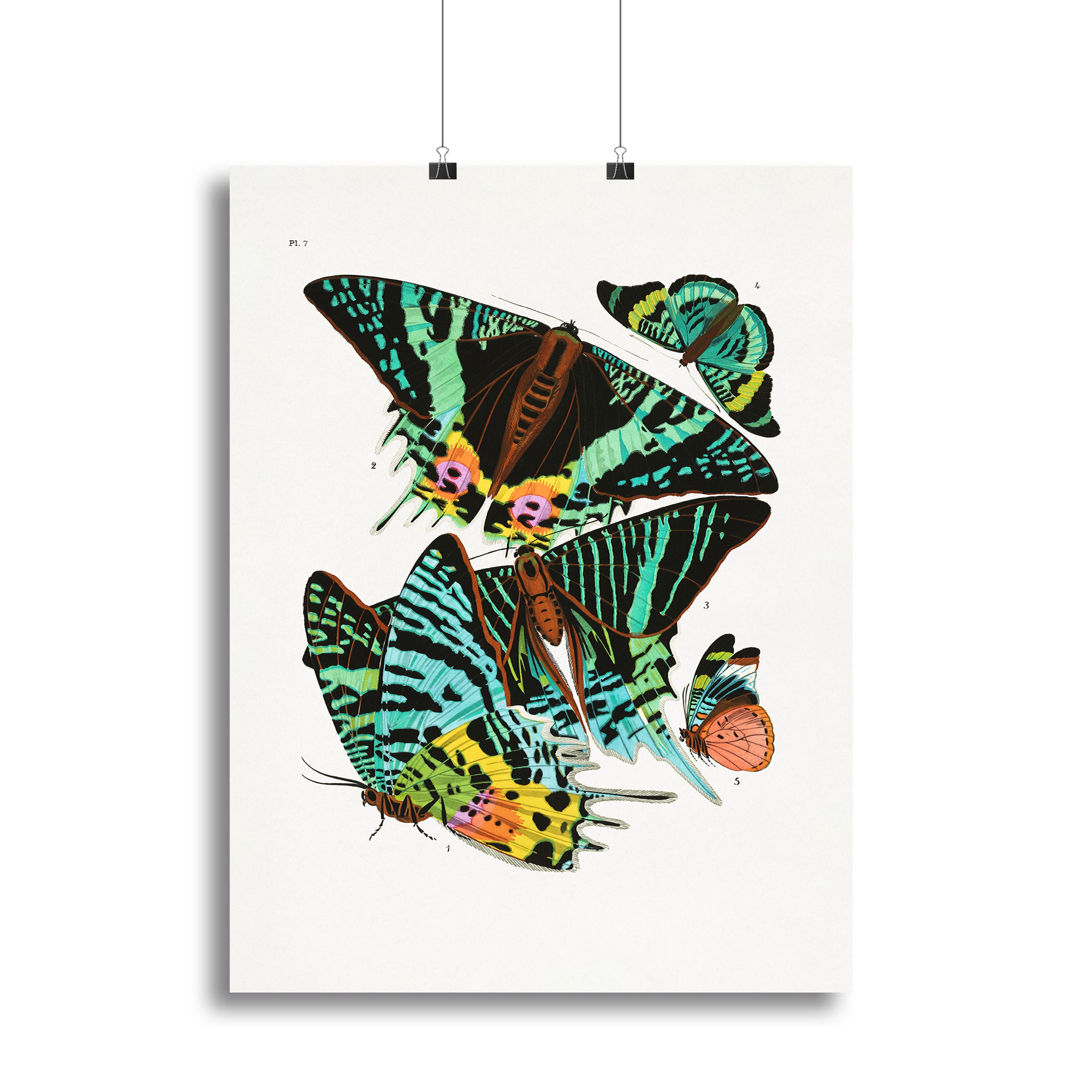 Butterflies Part 7 Canvas Print or Poster - Canvas Art Rocks - 2