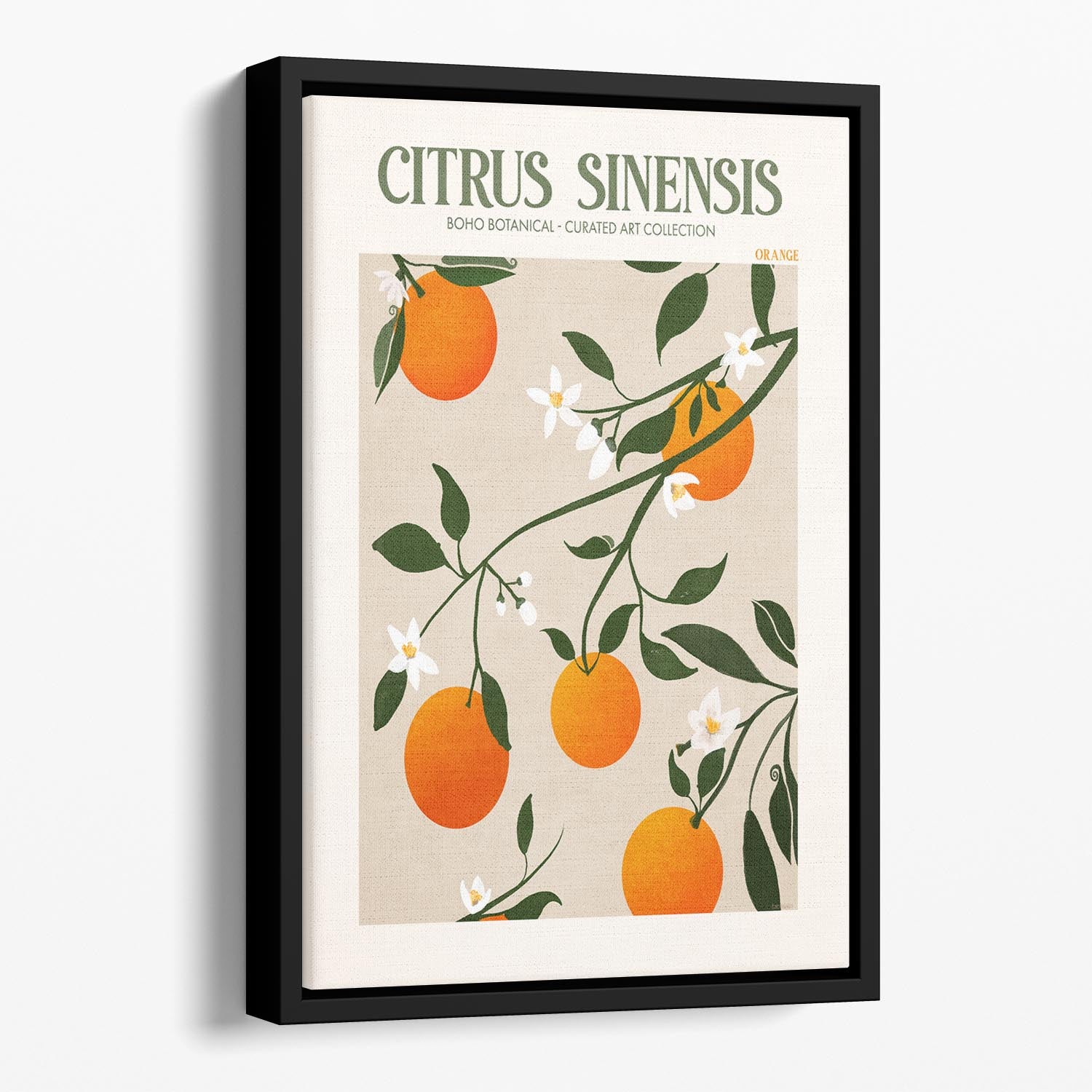 Citrus Sinensis Floating Framed Canvas - Canvas Art Rocks - 1