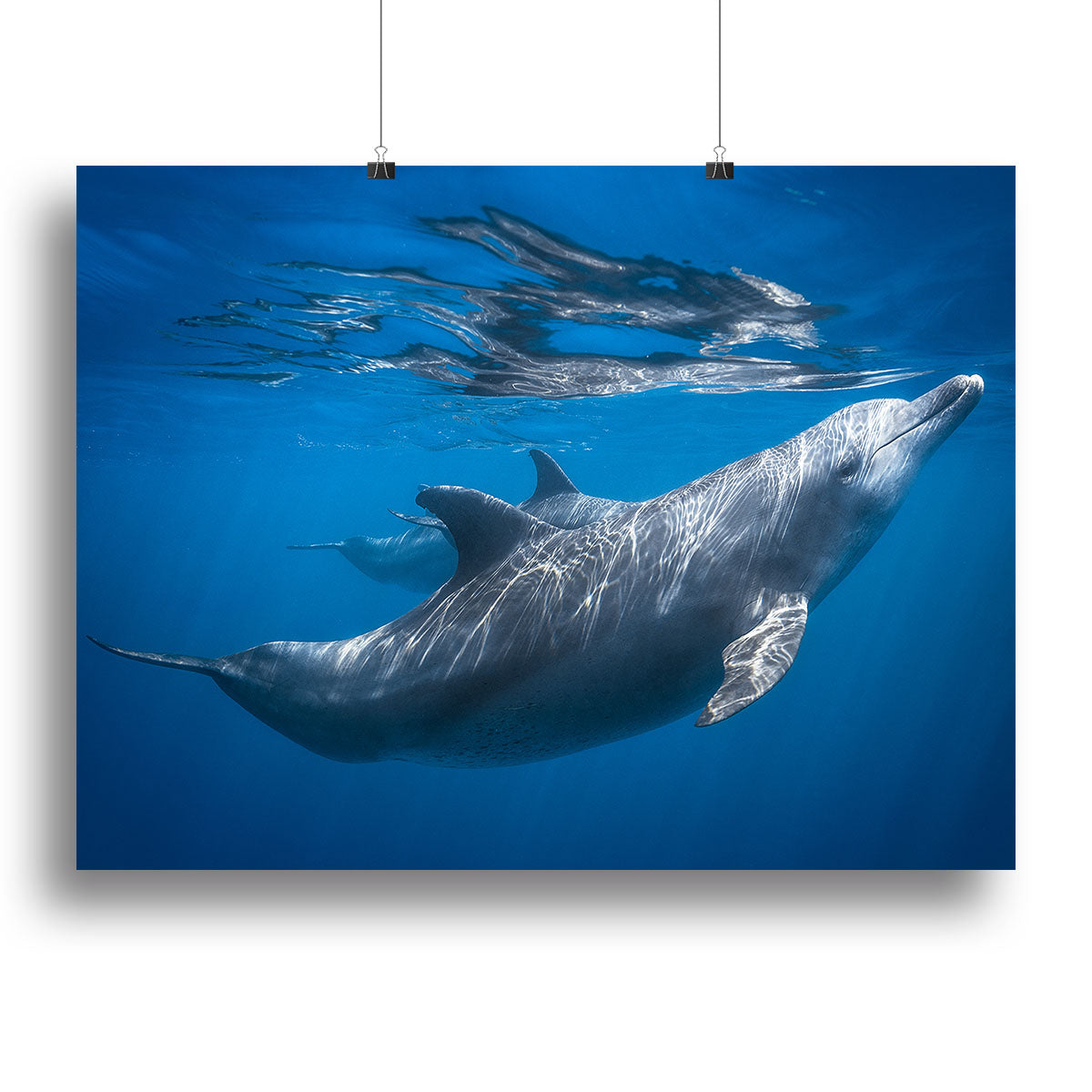 Dolphin at the surface Canvas Print or Poster - 1x - 2