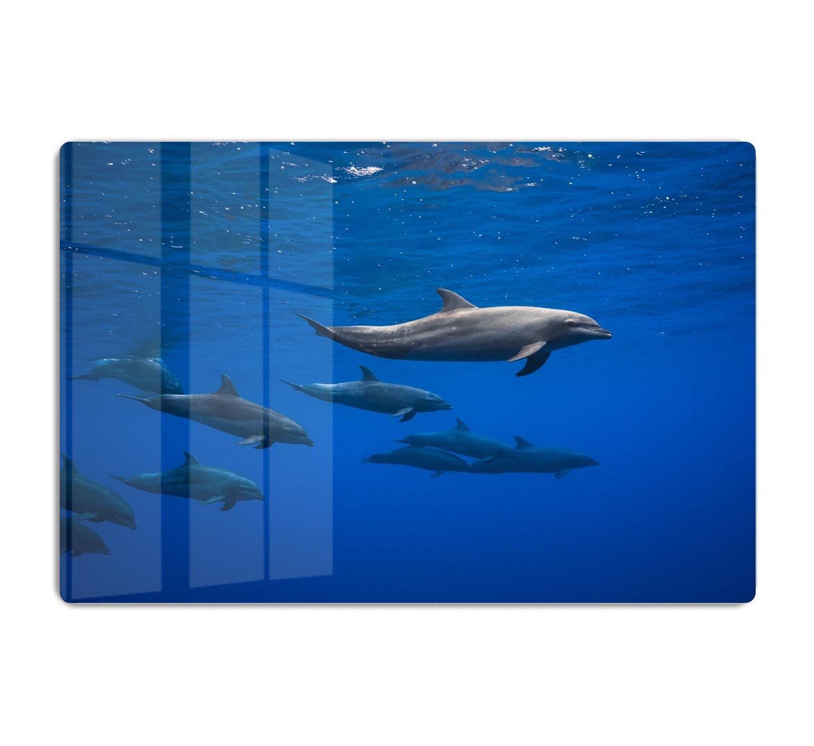 Dolphins Acrylic Block - 1x - 1