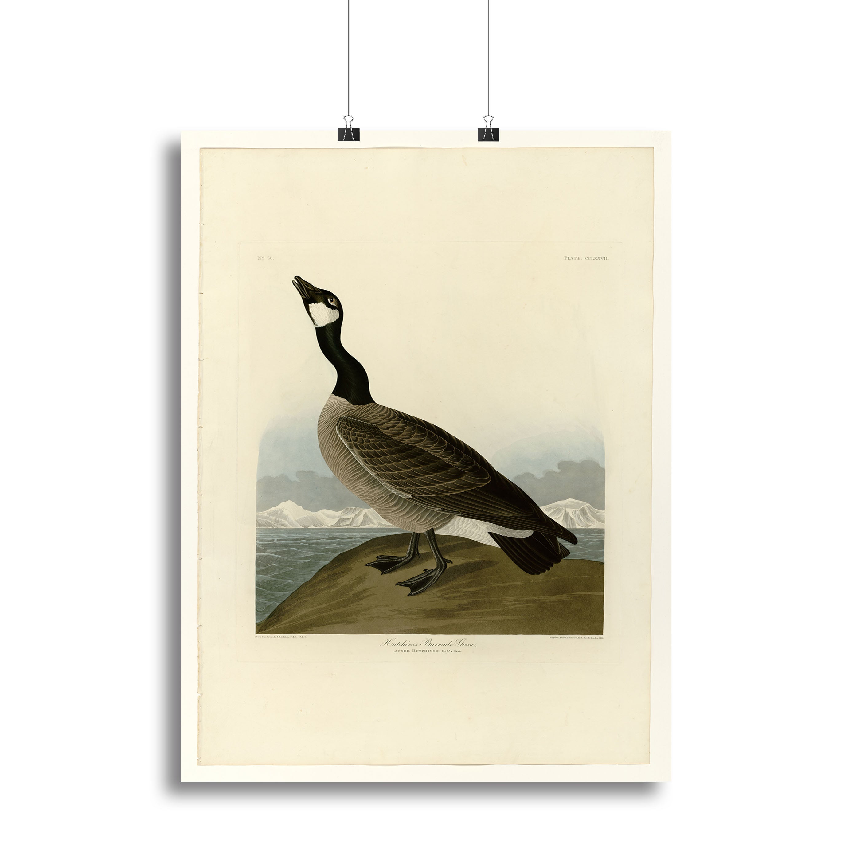Hutchins Barnacle Goose by Audubon Poster - Unframed