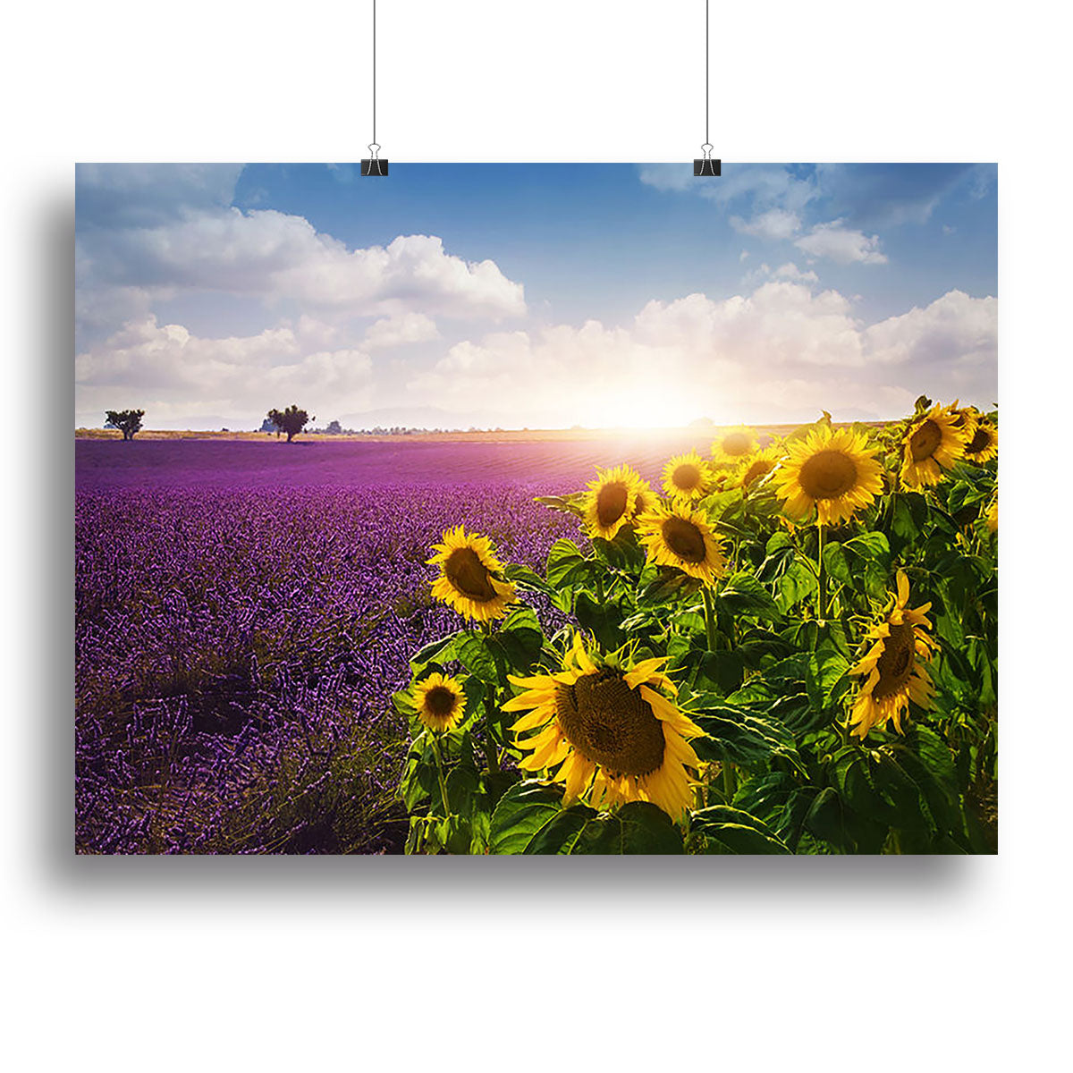 Lavender and sunflowers fields Poster - Unframed