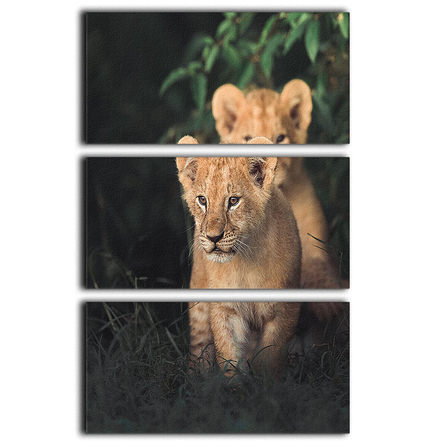 Lions Cub 3 Split Panel Canvas Print - 1x - 1