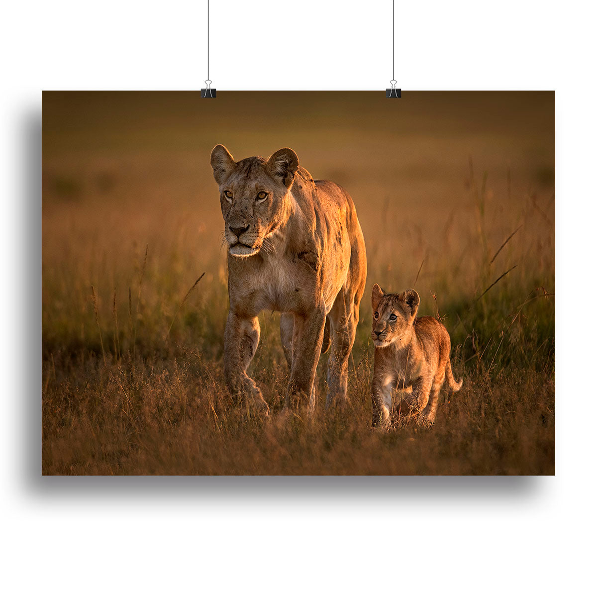 Mom lioness with cub Canvas Print or Poster - 1x - 2