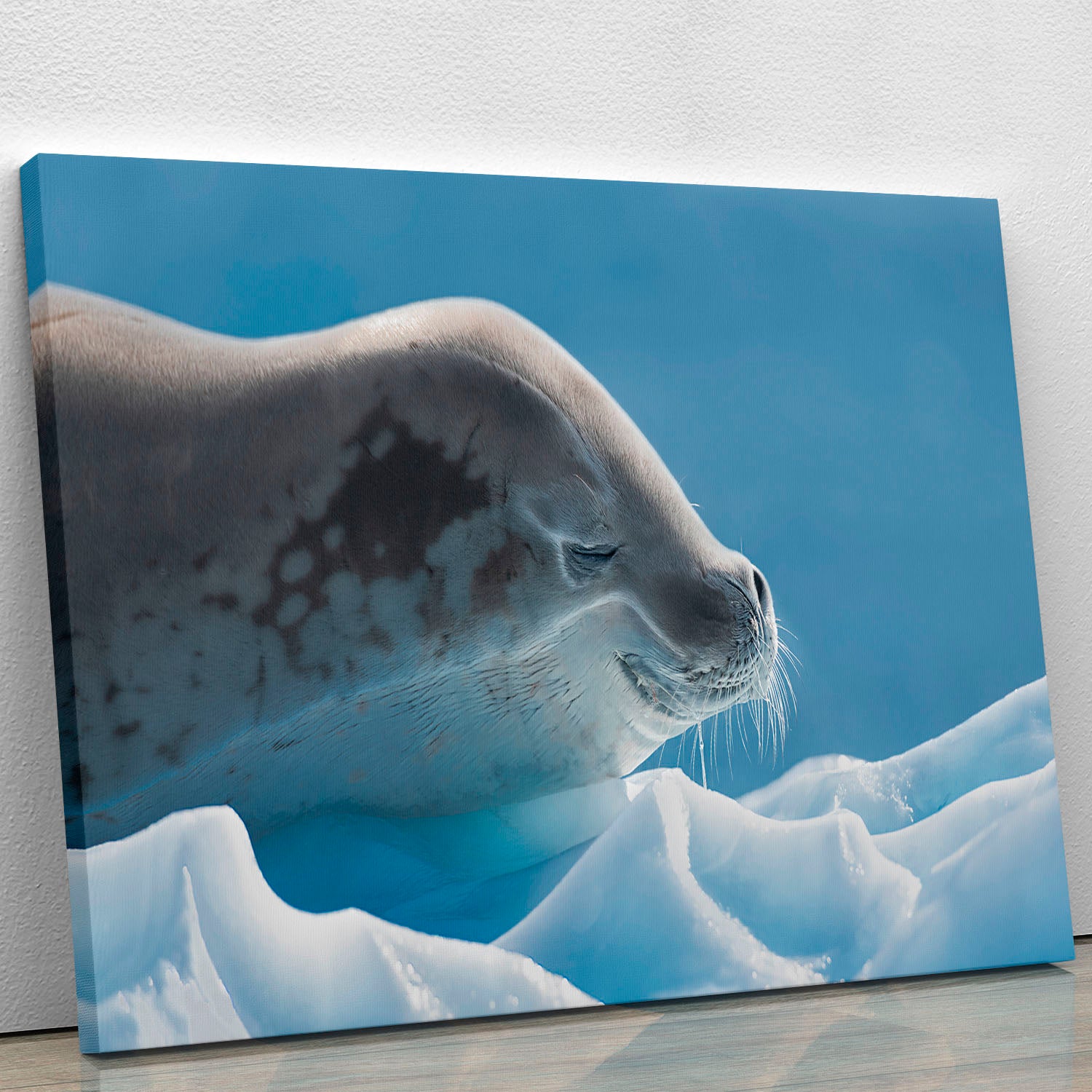 Peaceful Seal Canvas Print or Poster - 1x - 1