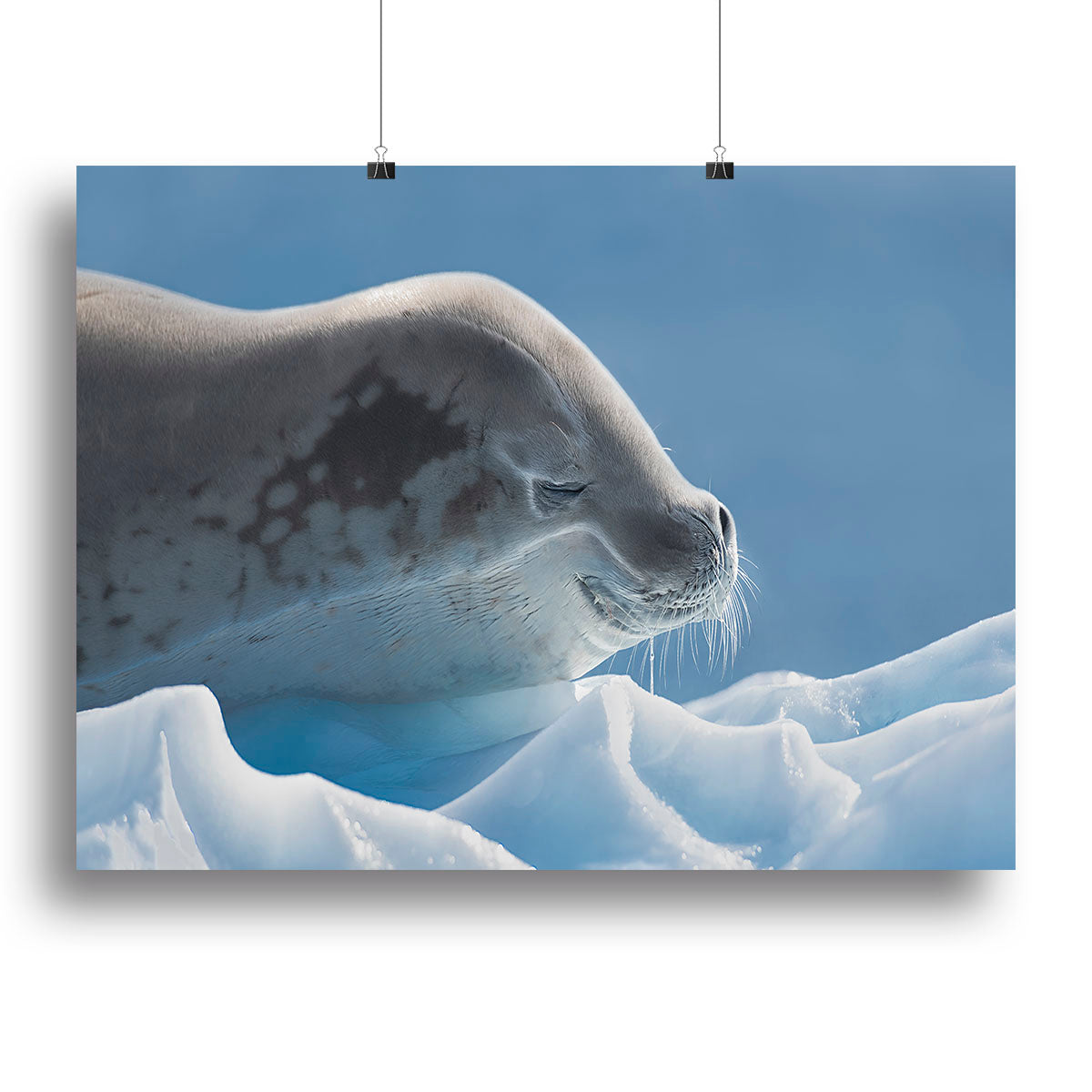 Peaceful Seal Canvas Print or Poster - 1x - 2