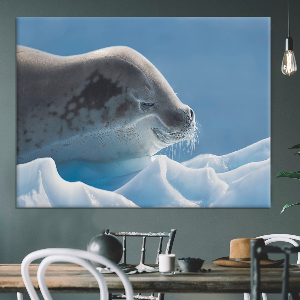 Peaceful Seal Canvas Print or Poster - 1x - 3