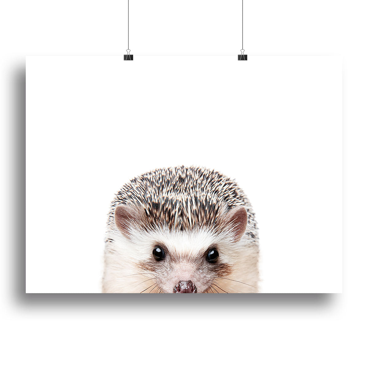 Peeking Hedgehog Canvas Print or Poster - 1x - 2