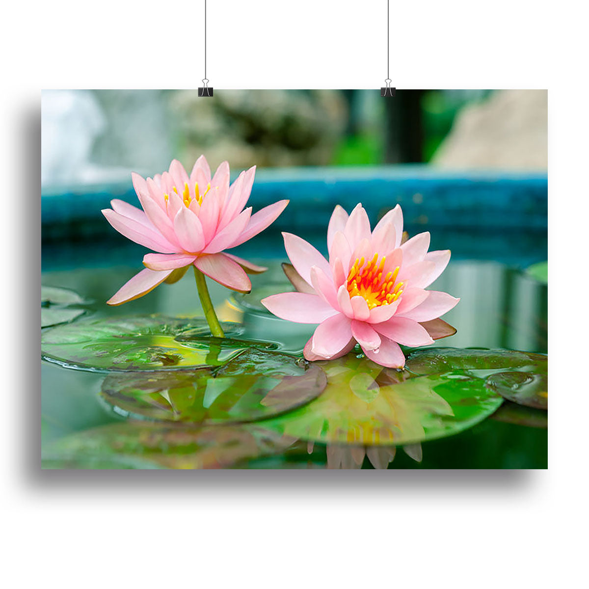 Pink Lotus or water lily in pond Poster - Unframed