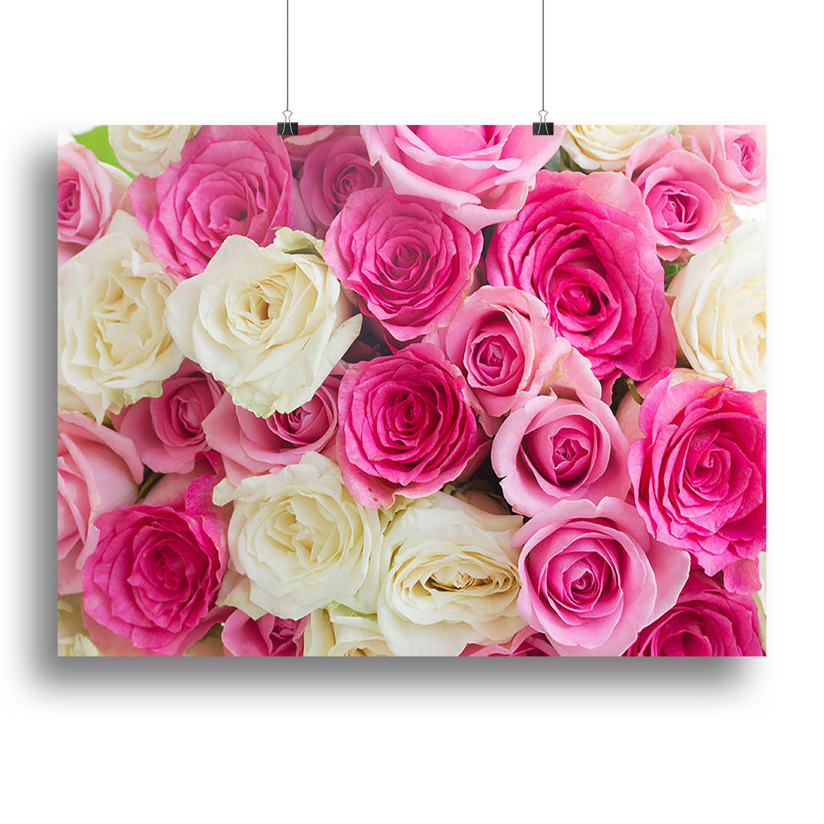 Pink and white fresh rose flowers Poster - Unframed