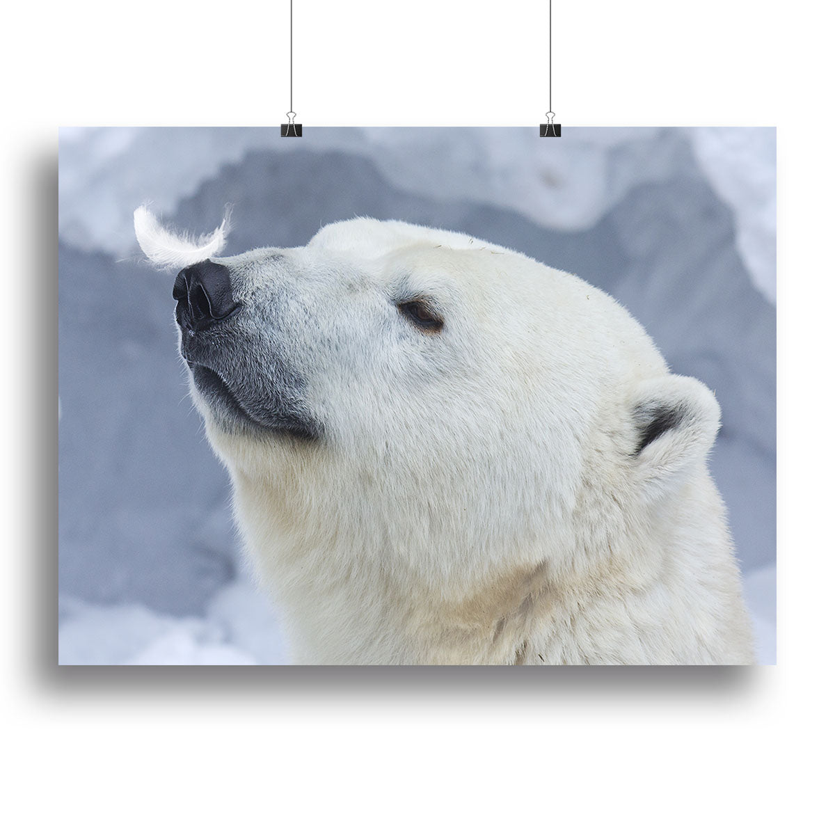Polar bear White Canvas Print or Poster - 1x - 2