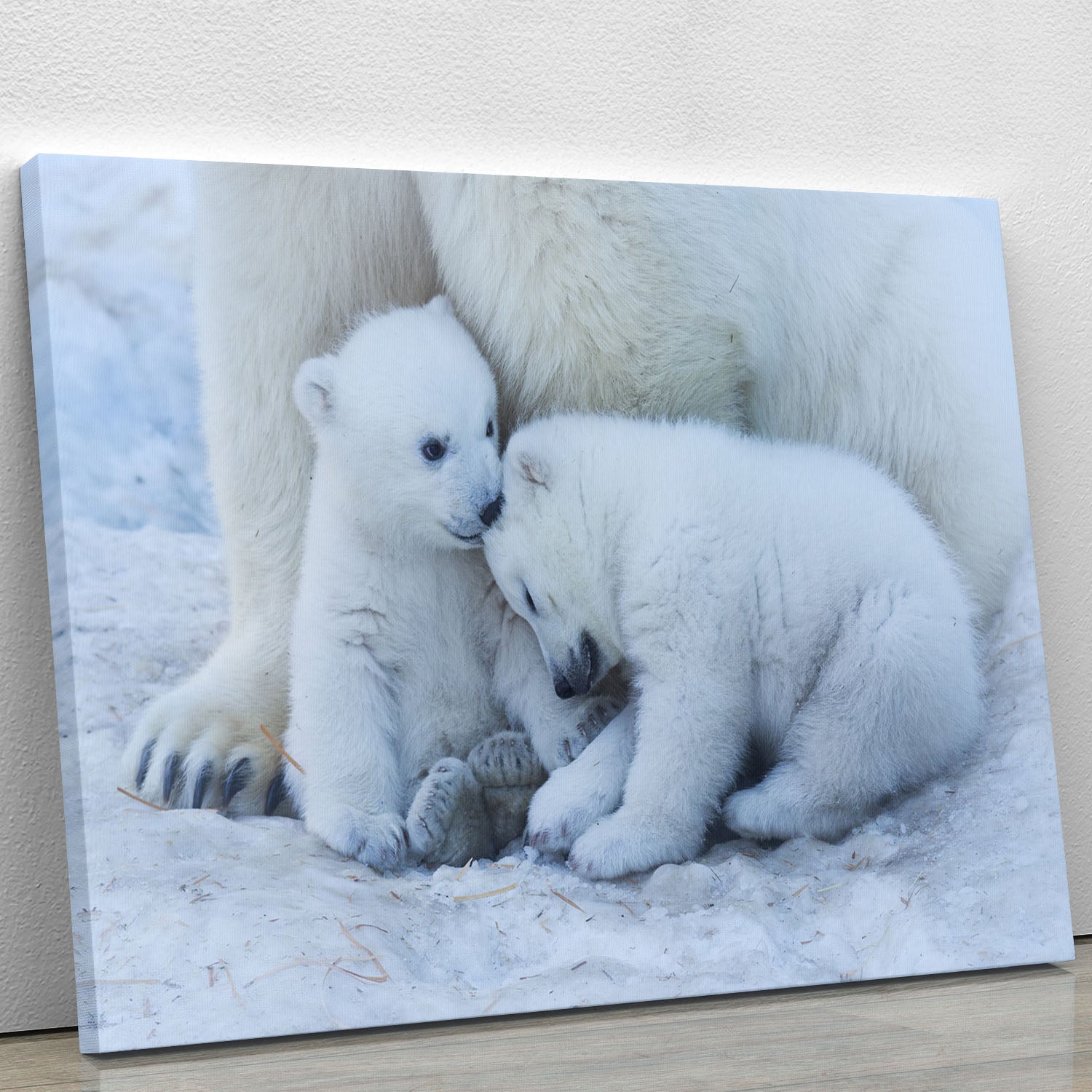 Polar bear cub Canvas Print or Poster - 1x - 1