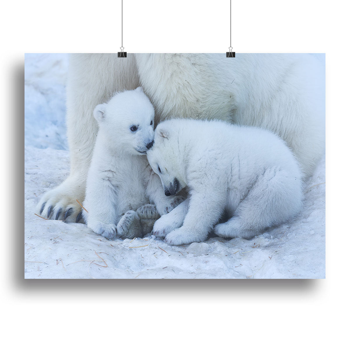 Polar bear cub Canvas Print or Poster - 1x - 2