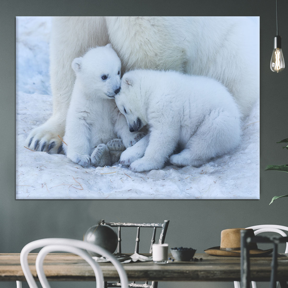 Polar bear cub Canvas Print or Poster - 1x - 3