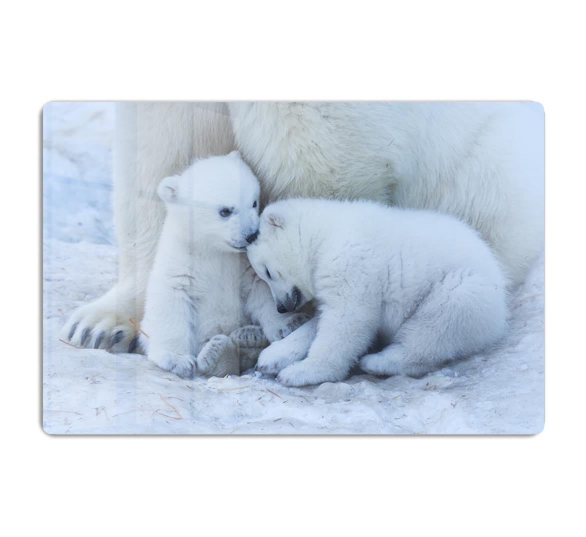 Polar bear cub Acrylic Block - 1x - 1