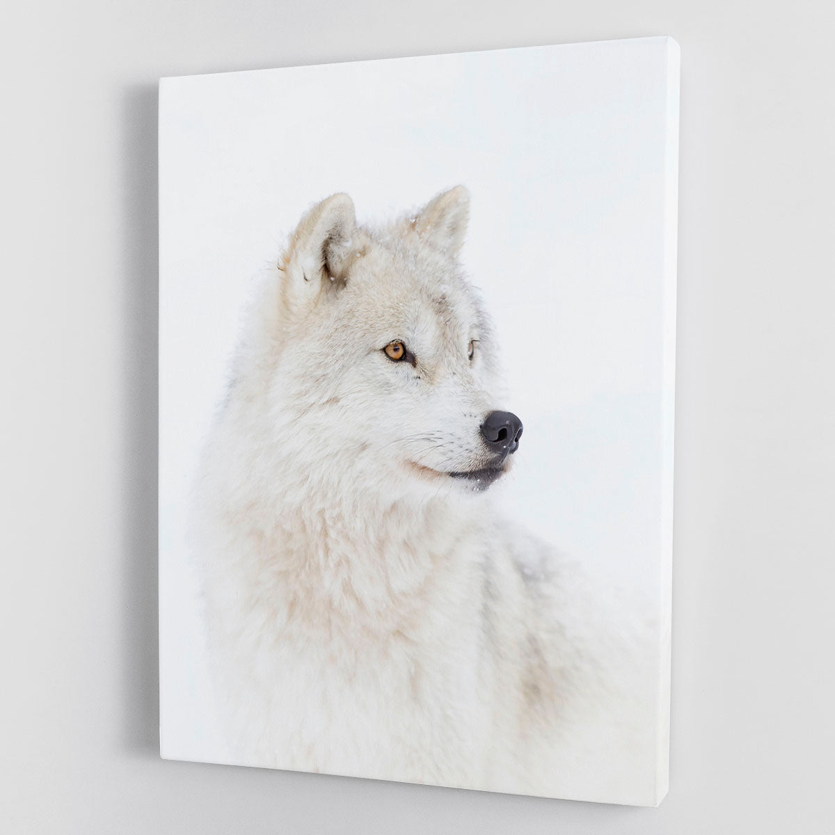 Portrait of an Arctic Wolf Canvas Print or Poster - 1x - 1