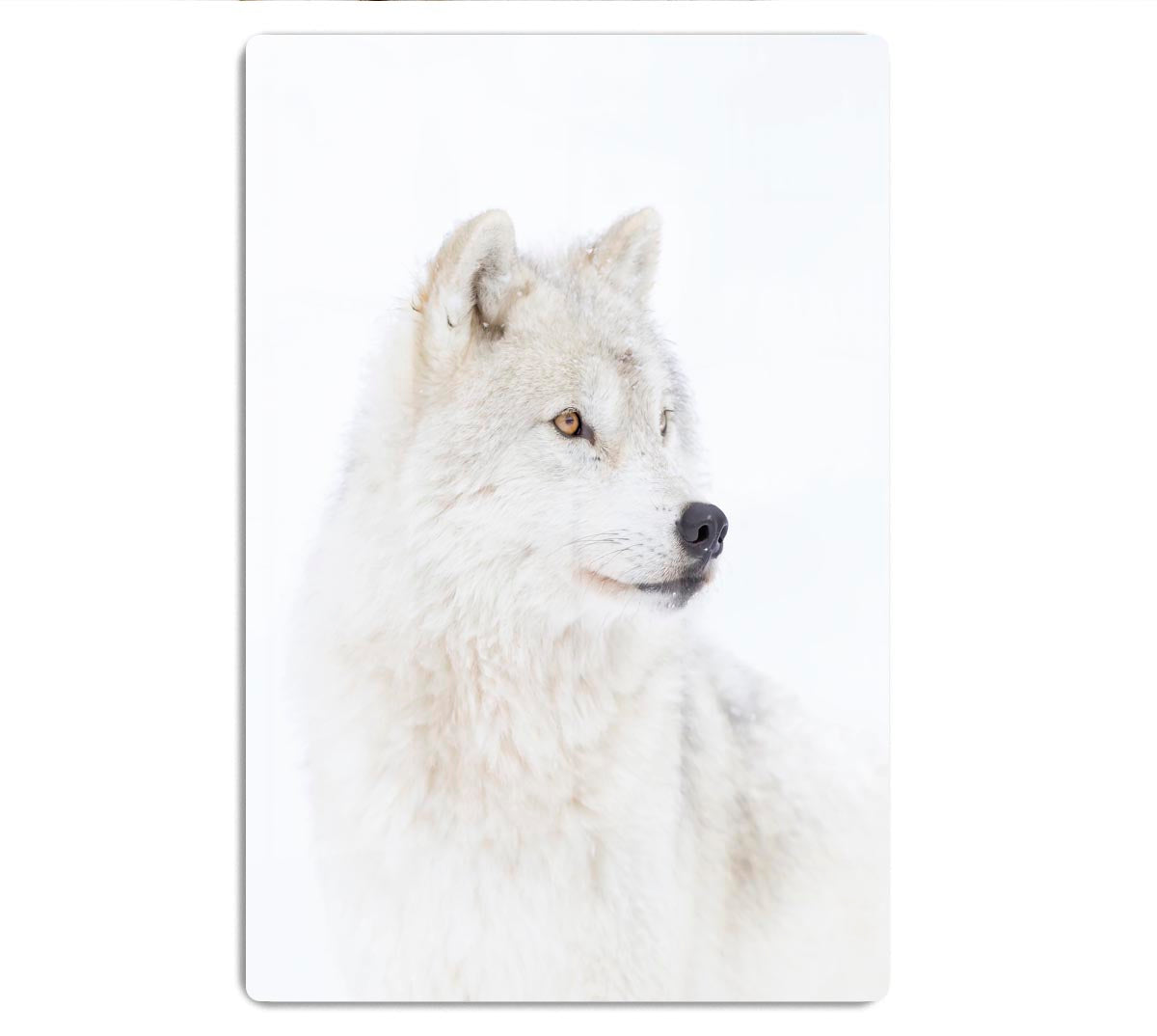 Portrait of an Arctic Wolf Acrylic Block - 1x - 1
