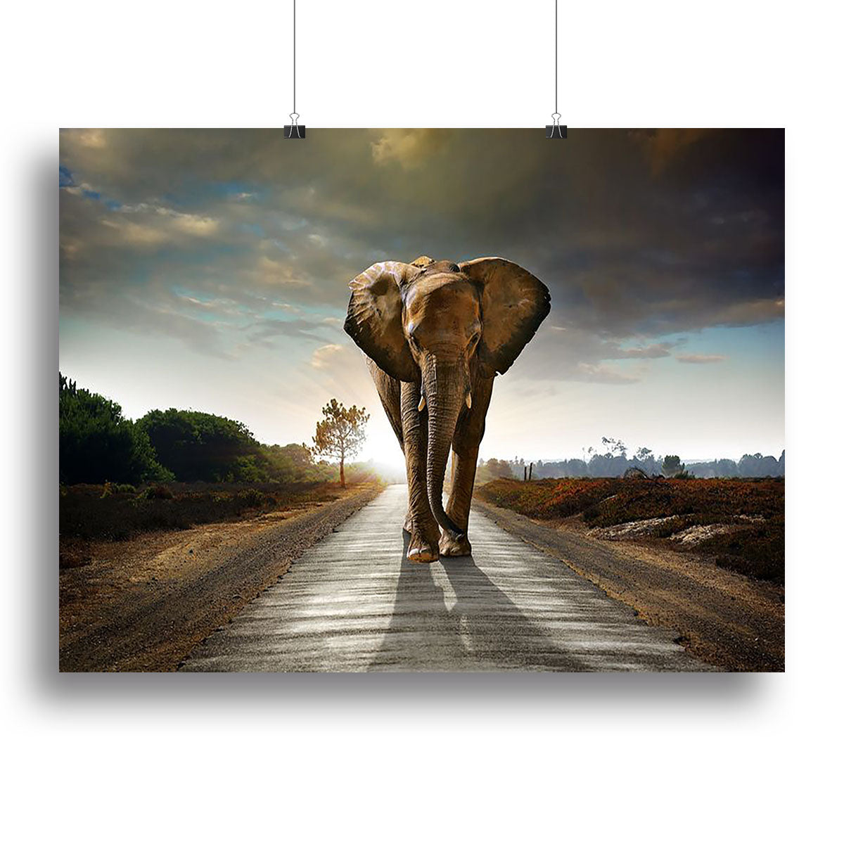 Single elephant walking in a road Poster - Unframed