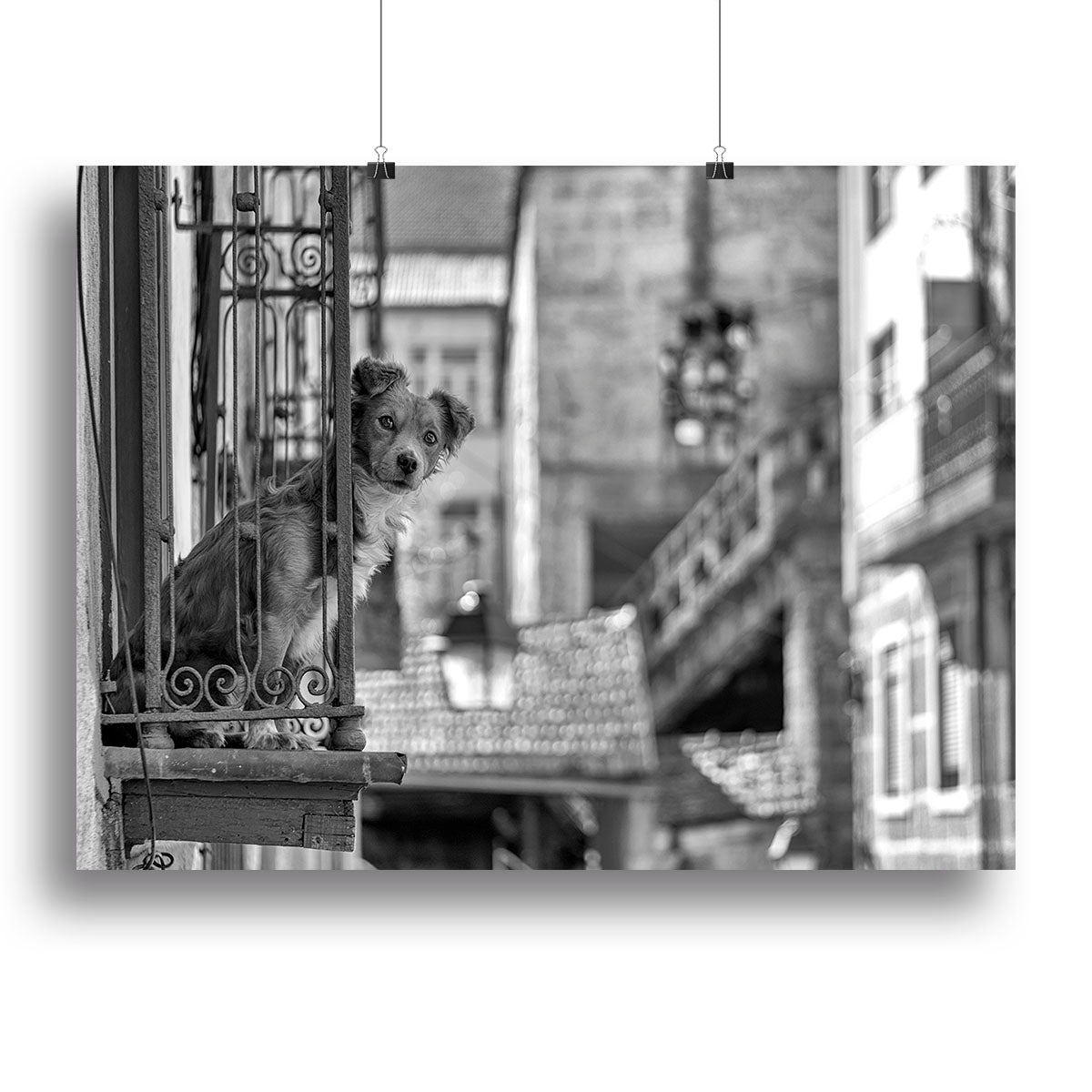 Street Dog Canvas Print or Poster - 1x - 2