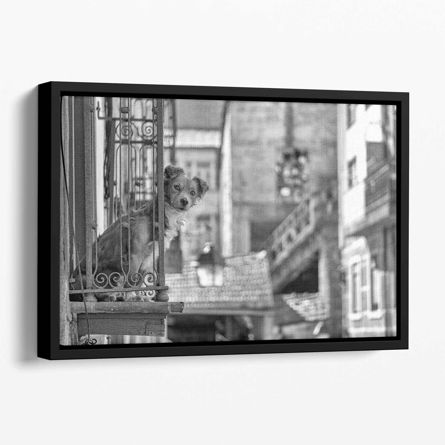 Street Dog Floating Framed Canvas - 1x - 1