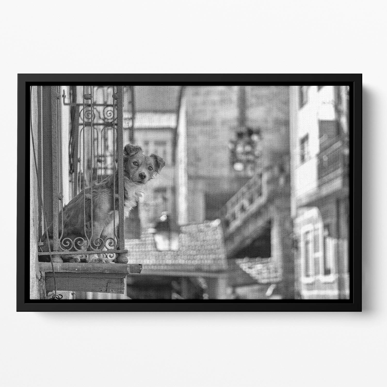 Street Dog Floating Framed Canvas - 1x - 2