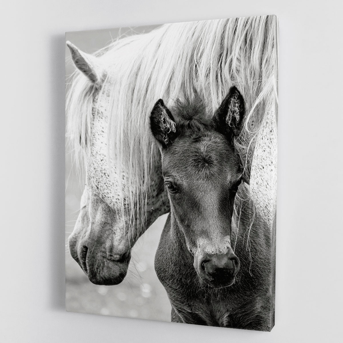 The Foal Canvas Print or Poster - 1x - 1