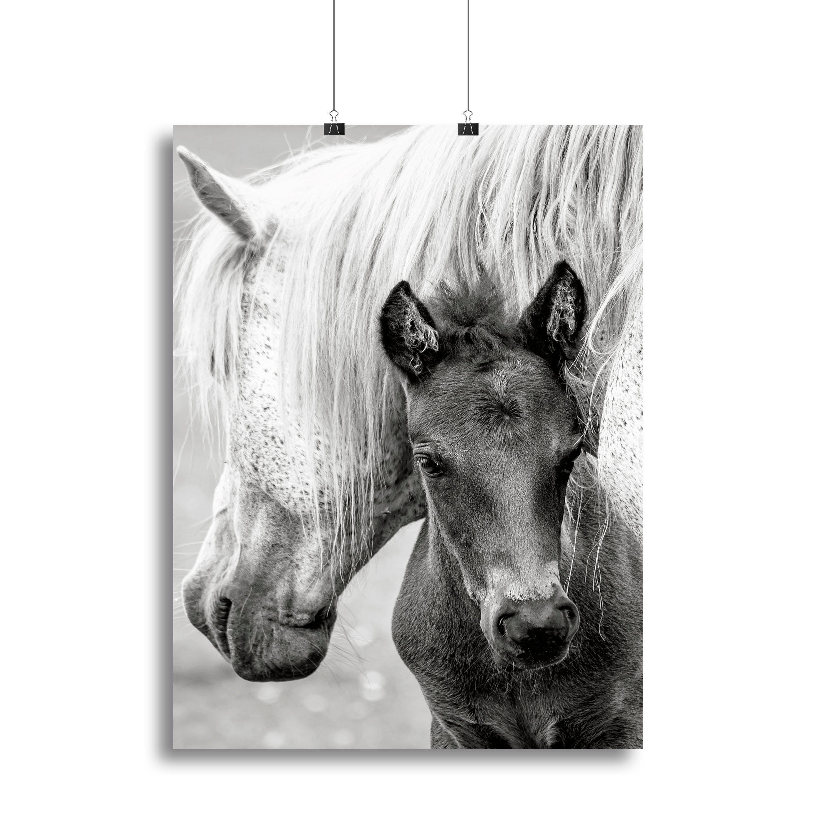 The Foal Canvas Print or Poster - 1x - 2