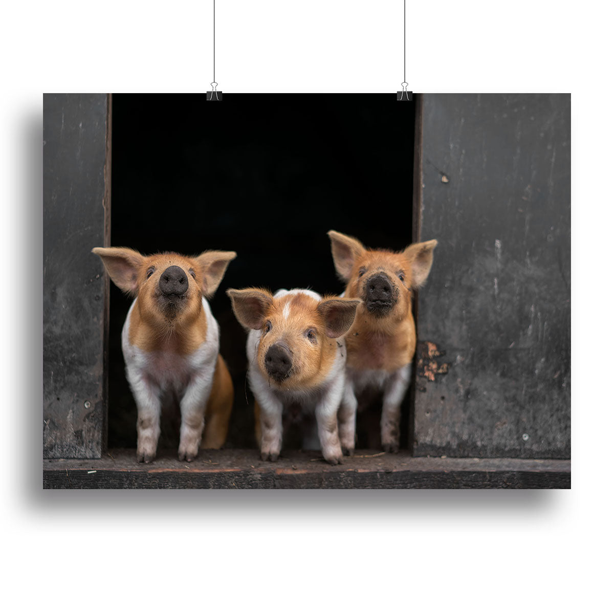 Three Piggies Canvas Print or Poster - 1x - 2