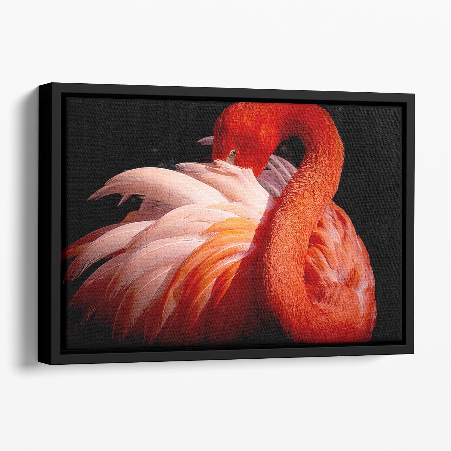 flamingo Floating Framed Canvas - 1x - 1