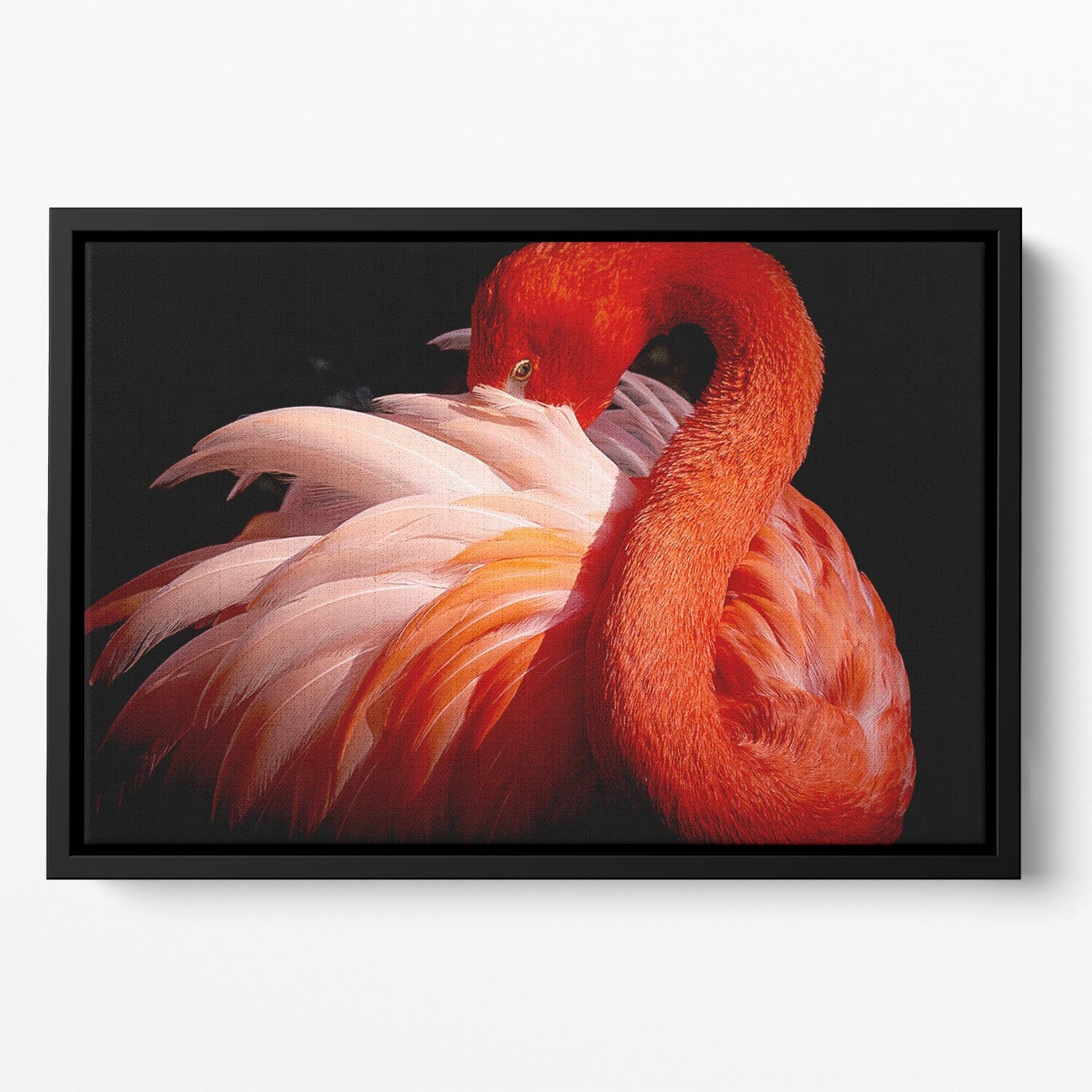 flamingo Floating Framed Canvas - 1x - 2