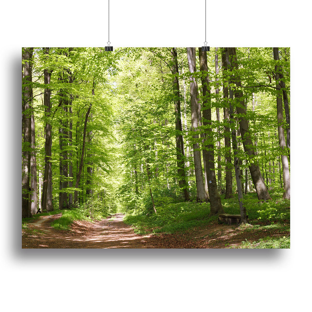 forest during spring Poster - Unframed