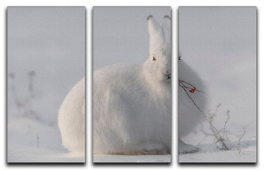 wild arctic hare 3 Split Panel Canvas Print - 1x - 1