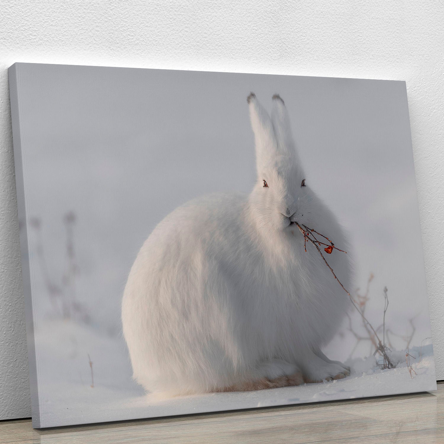 wild arctic hare Canvas Print or Poster - 1x - 1