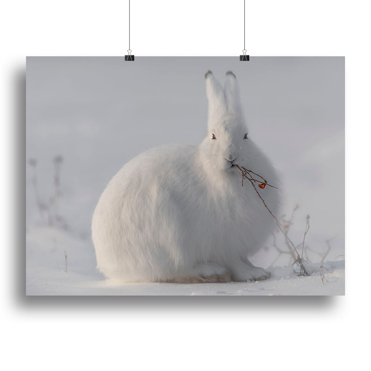wild arctic hare Canvas Print or Poster - 1x - 2