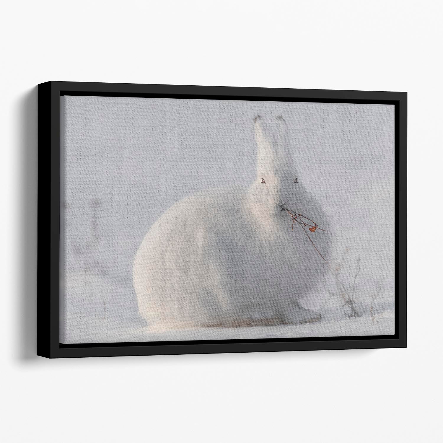 wild arctic hare Floating Framed Canvas - 1x - 1