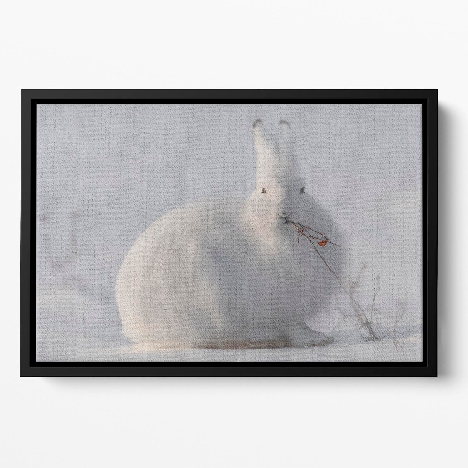 wild arctic hare Floating Framed Canvas - 1x - 2