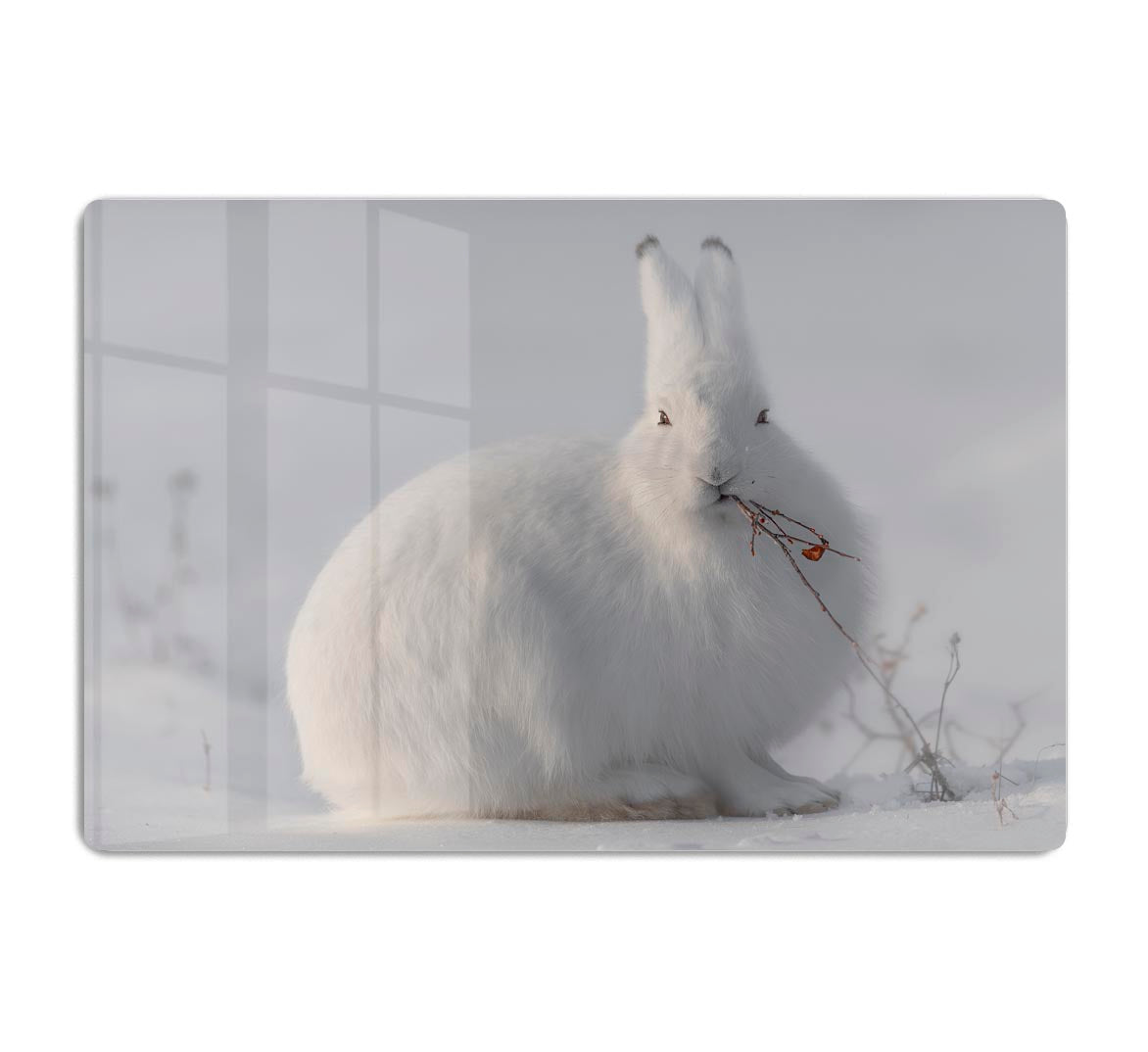 wild arctic hare Acrylic Block - 1x - 1