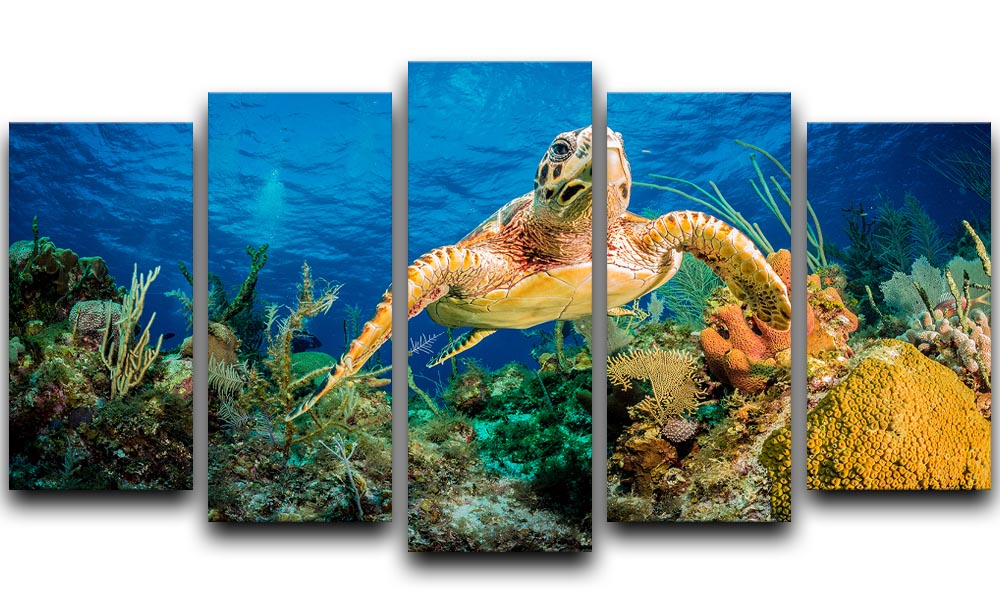 Hawksbill Turtle Swimming Through Caribbean Reef 5 Split Panel Canvas - Canvas Art Rocks - 1