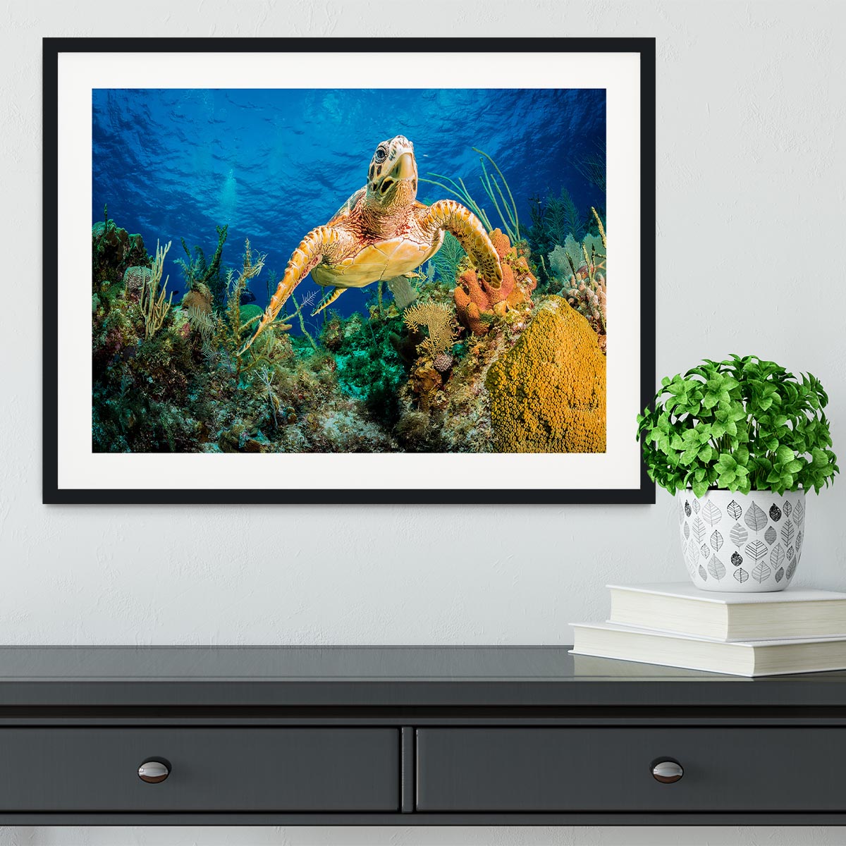 Hawksbill Turtle Swimming Through Caribbean Reef Framed Print - Canvas Art Rocks - 1