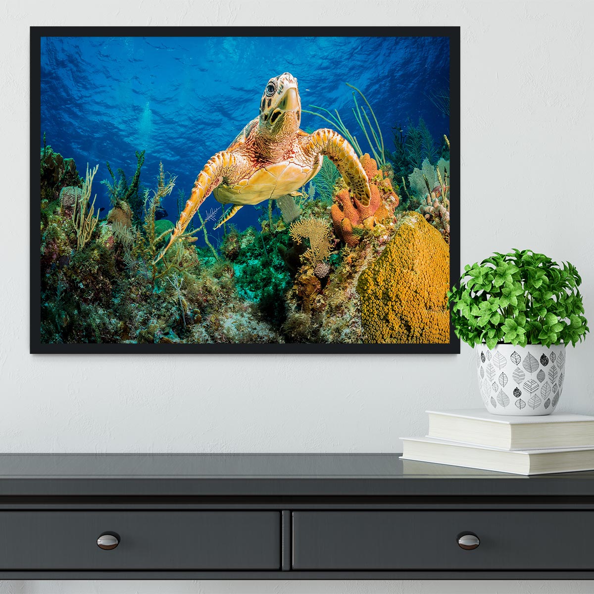 Hawksbill Turtle Swimming Through Caribbean Reef Framed Print - Canvas Art Rocks - 2
