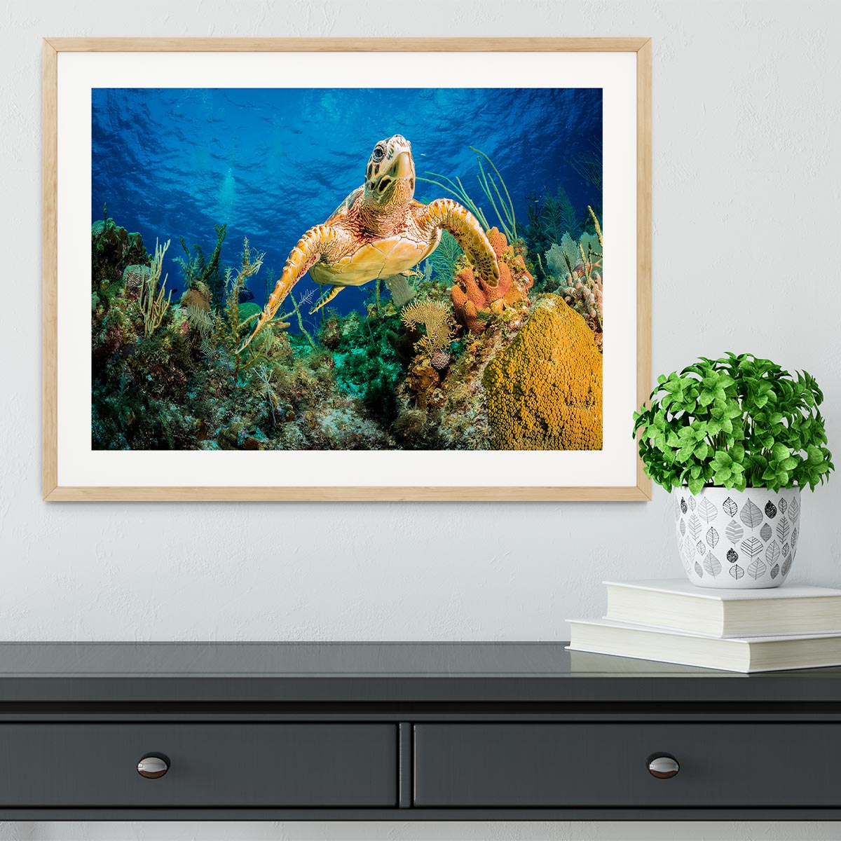 Hawksbill Turtle Swimming Through Caribbean Reef Framed Print - Canvas Art Rocks - 3