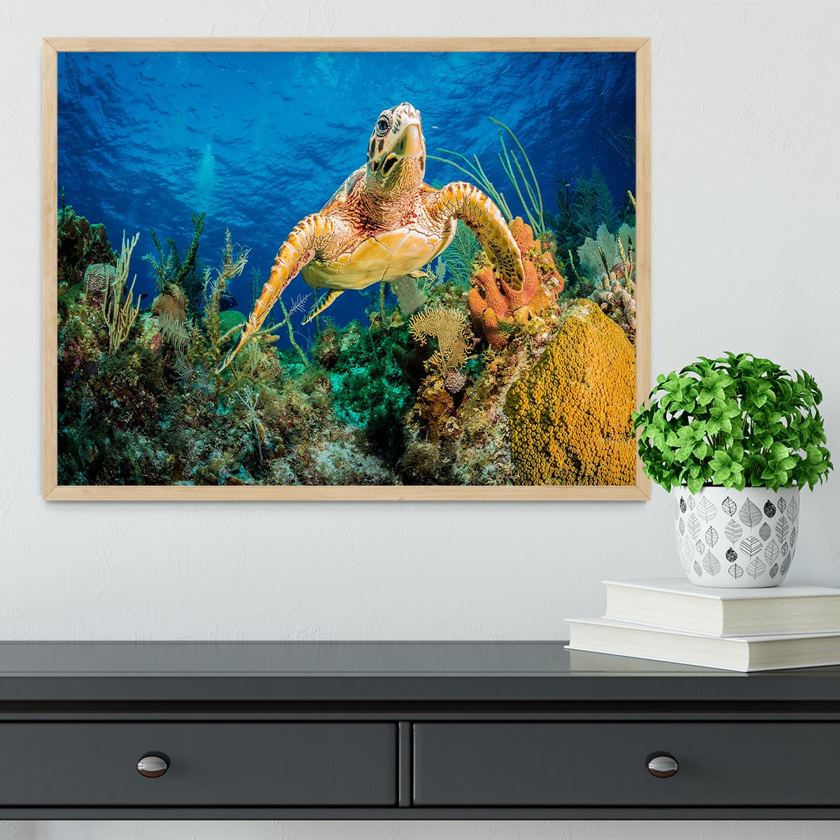 Hawksbill Turtle Swimming Through Caribbean Reef Framed Print - Canvas Art Rocks - 4